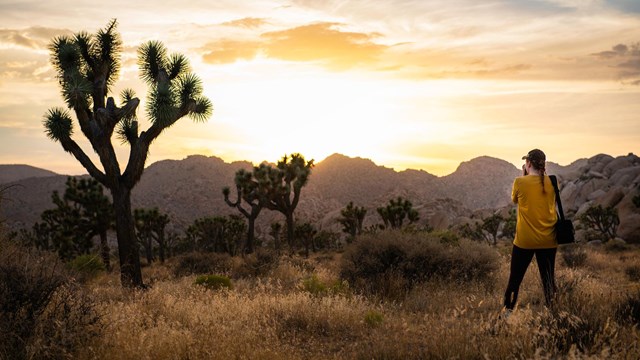 A sunsetting over a field of Joshua trees and a photographer.
