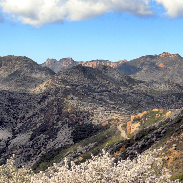 View across a mountainous landscape covered in the white blooms of ceanothus shrubs