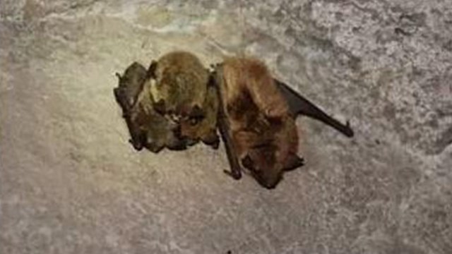 Three brown bats from the Adventure Mine