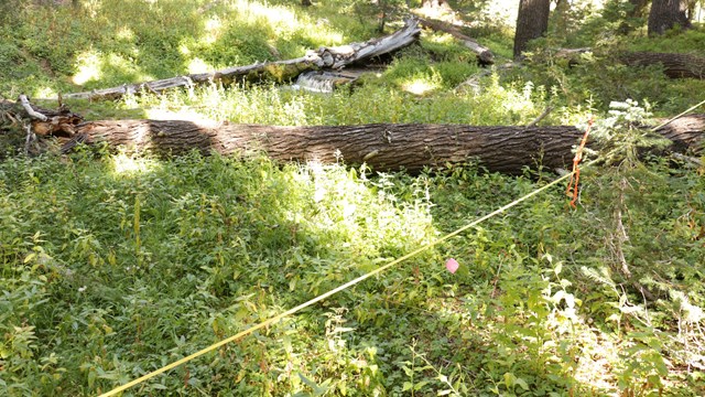 Sampling tape running through vegetation and down trees in a vegetation monitoring plot