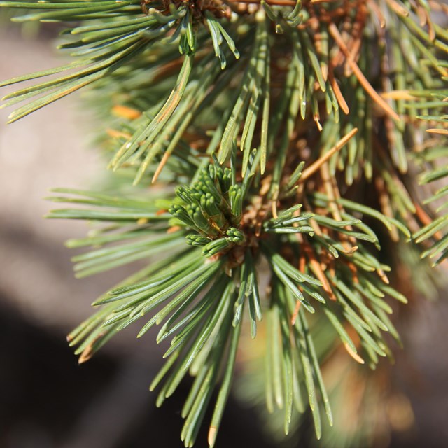 Close up view of whitebark pine needles