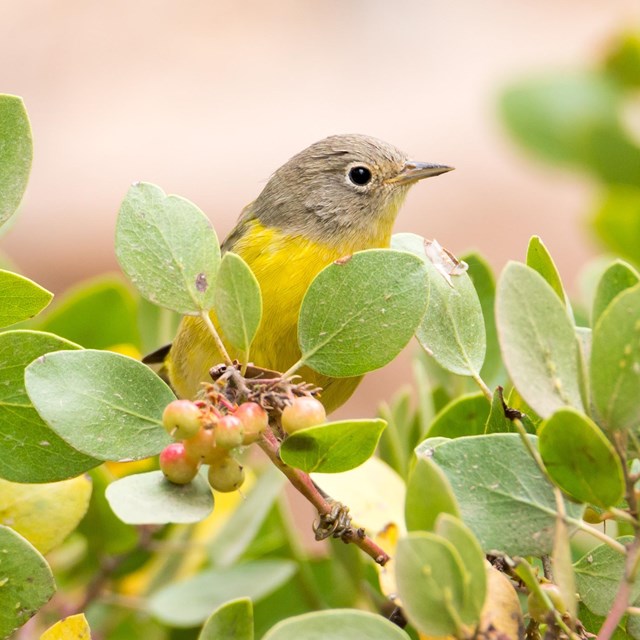 Nashville Warbler at Crater Lake NP