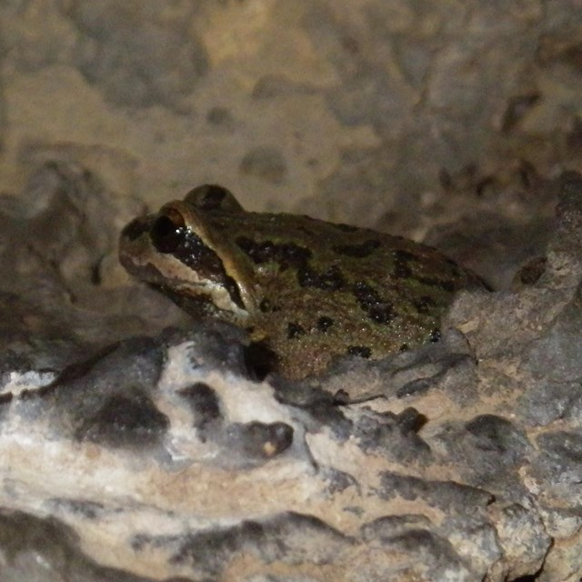 Tree frog in cave.