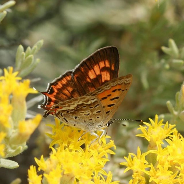 Tailed Copper Female (NPS/S. Anderson)