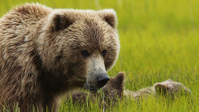 Image of a brown bear in a bright green meadow eating vegetation.