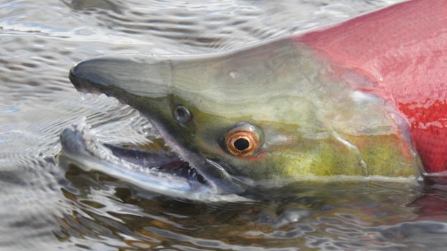 A sockeye salmon with a red body and green head, swimming in water halfway exposed out of water.