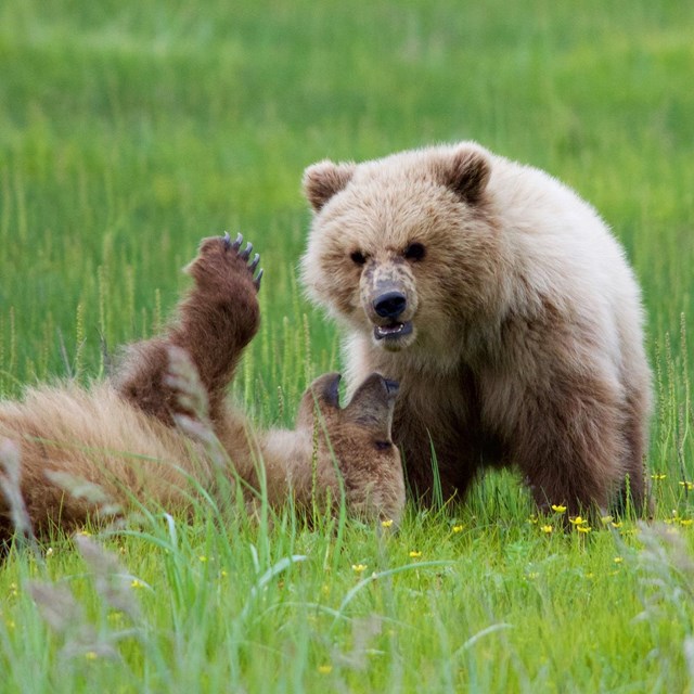 Two brown bear cubs play in a green sedge meadow