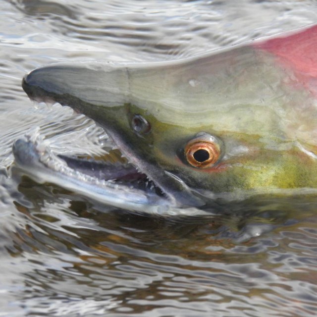 A red sockeye salmon emerges from the water