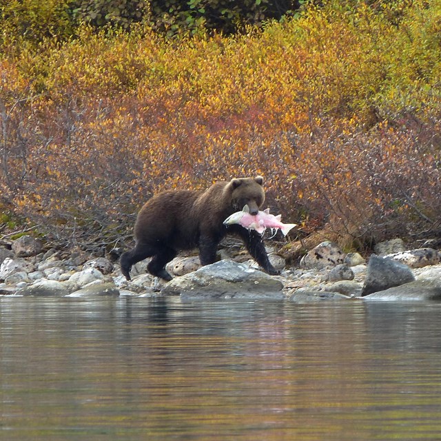 a bear with a salmon in its mouth walking along a lakeshore