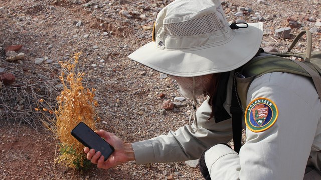 A volunteer bends down and uses a cellular device to examine a plant.