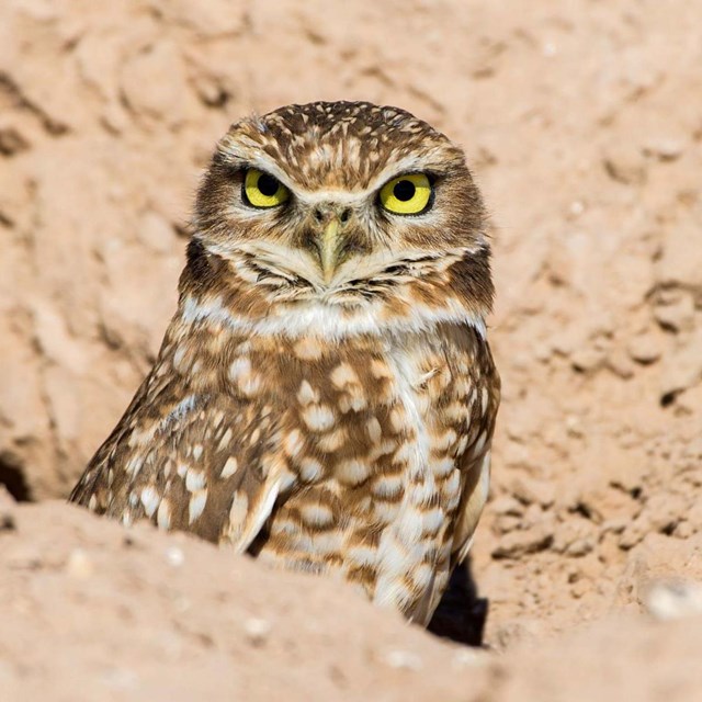 Burrowing Owl sitting in rocks