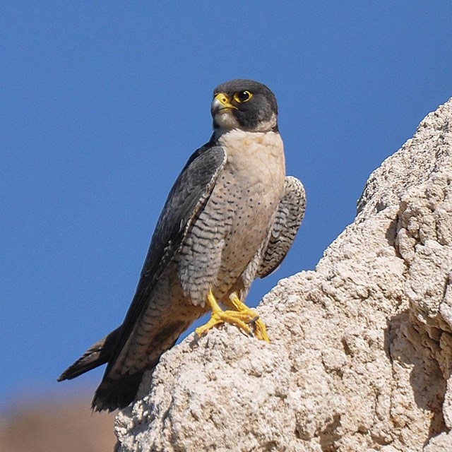 Peregrine falcon on a rock