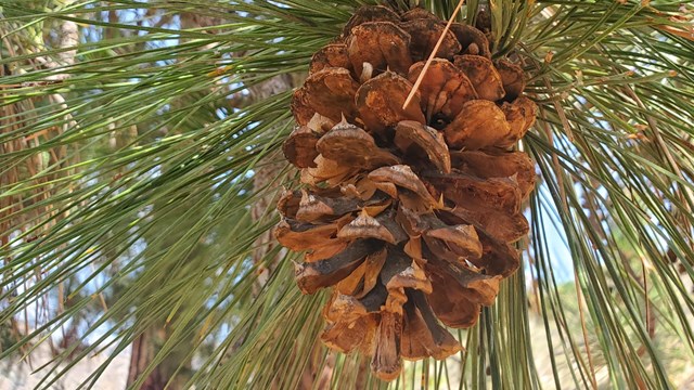 a ponderosa pinecone and long green pine needles