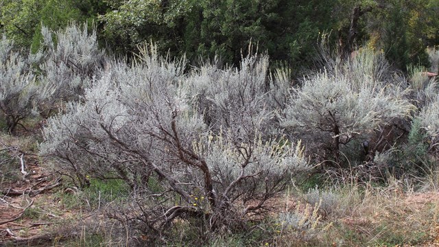 a pale green sagebrush grows in a dry landscape with other bushes