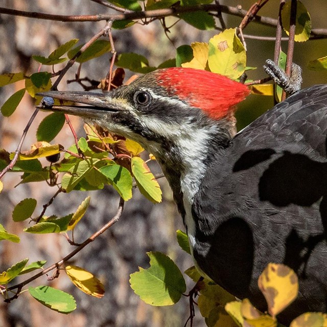 A large woodpecker with a red crest, large pointed beak, a black body, and white stripes on its face