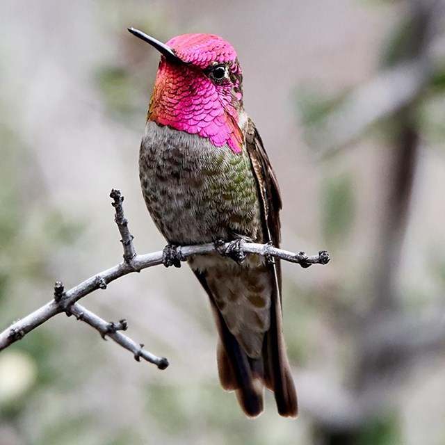 A hummingbird with a iridescent pink head feathers and grey/green body feathers perched on a branch.