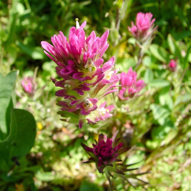 A pink wildflower shaped like a paintbrush