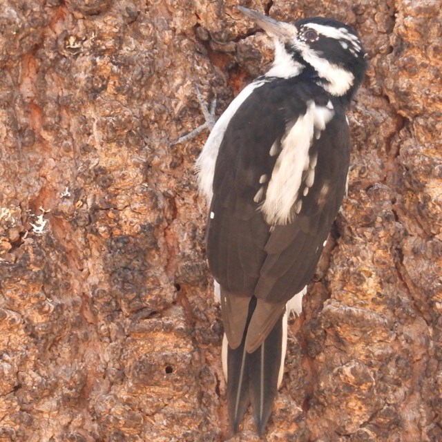 Woodpeckers of Lassen Volcanic National Park