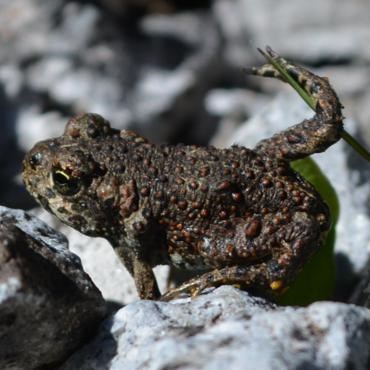 A small toad jumps amid grey rocks