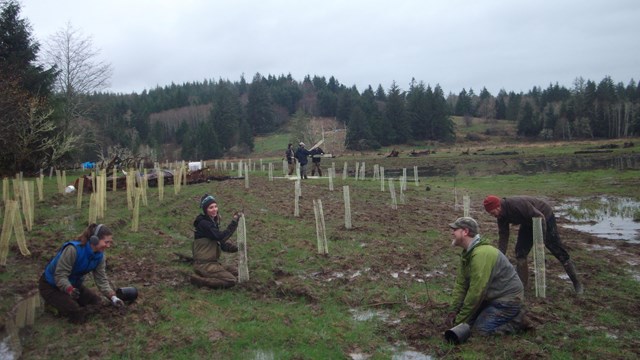 Volunteers plant trees in an estuary habitat on a rainy day