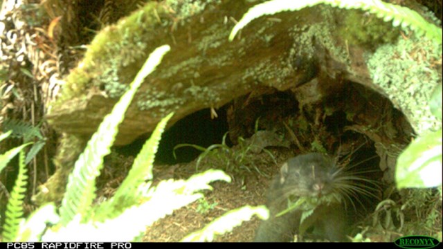 Mountain beaver from a wildlife camera