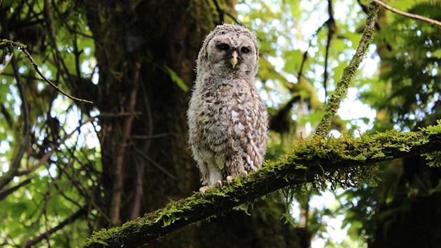 Juvenile bard owl perched on a mossy tree