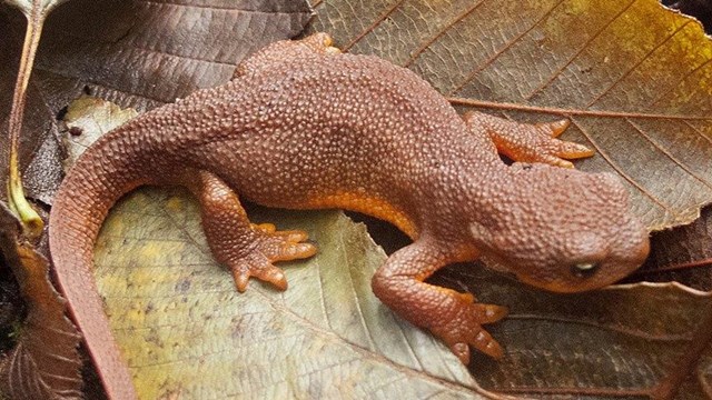 Rough skinned newt on brown leaves