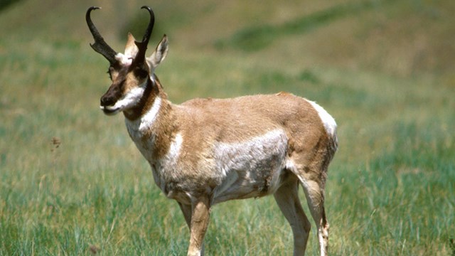 Pronghorn, a large deer-like prairie mammal