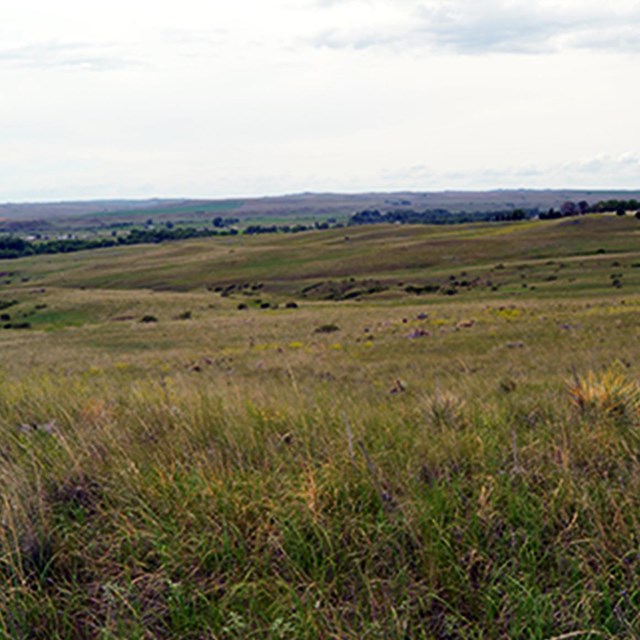 Little Bighorn Battlefield grassland