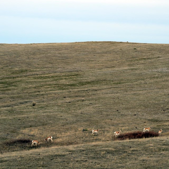 A group of pronghorn graze.