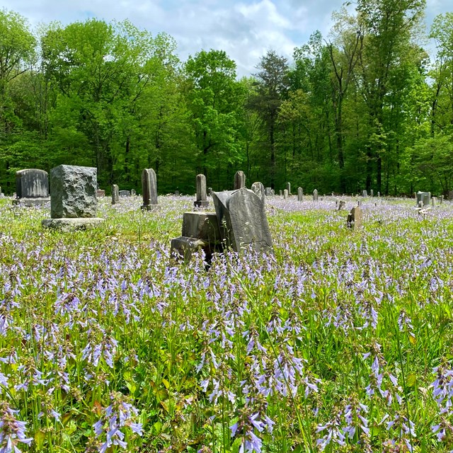 A cemetery with stone headstones. The ground is covered in purple blooming flowers. 