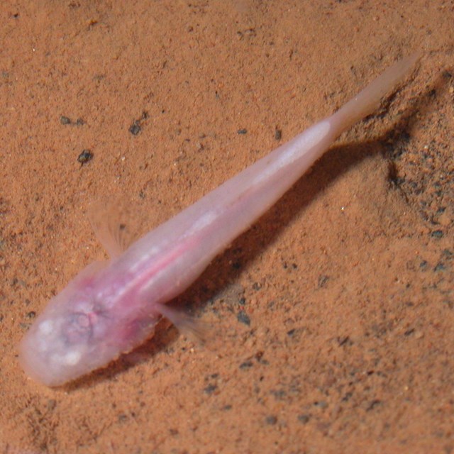a small pink fish