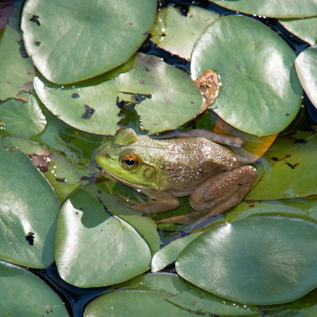A bullfrog sitting on plants in a pond 