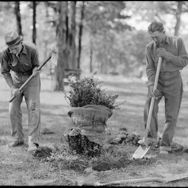A black and white photo of two men planting a bush. 