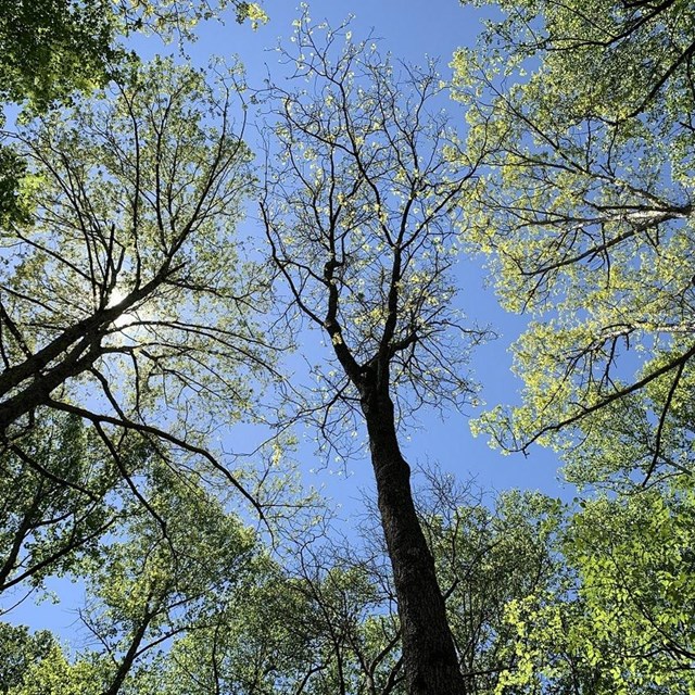 Looking up through the tree canopy to see the sky above. 