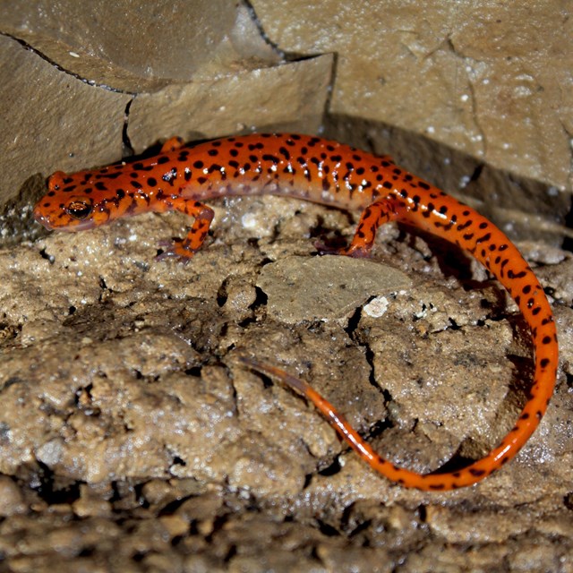 A orange cave salamander