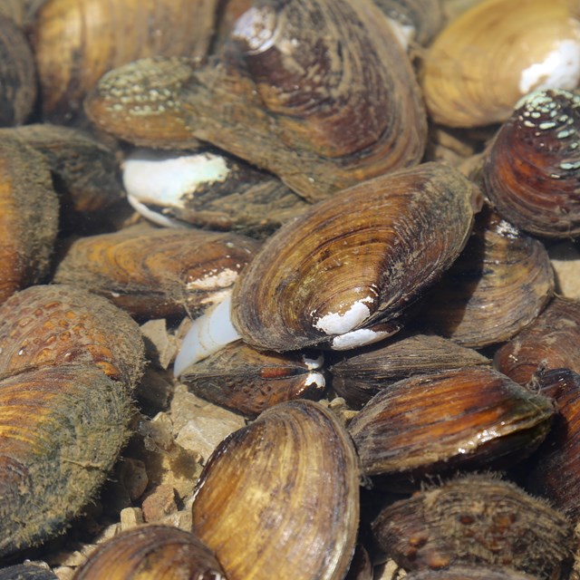 Fresh water mussel shells.