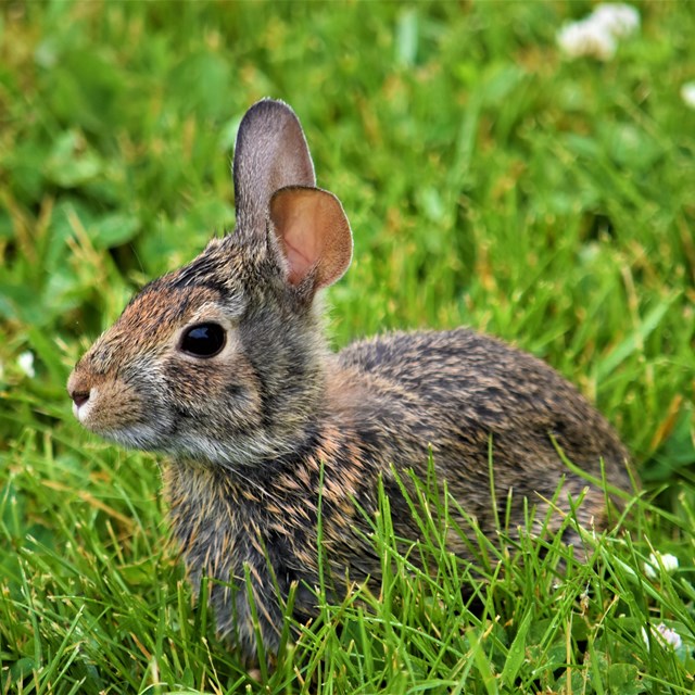 An Eastern Cottontail sits in tall green grass
