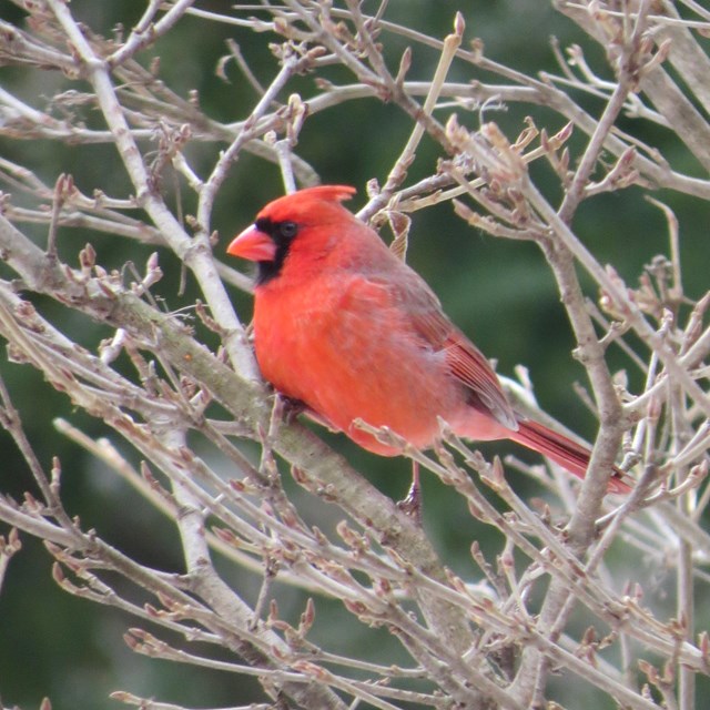 A Northern Cardinal perches in a leafless tree