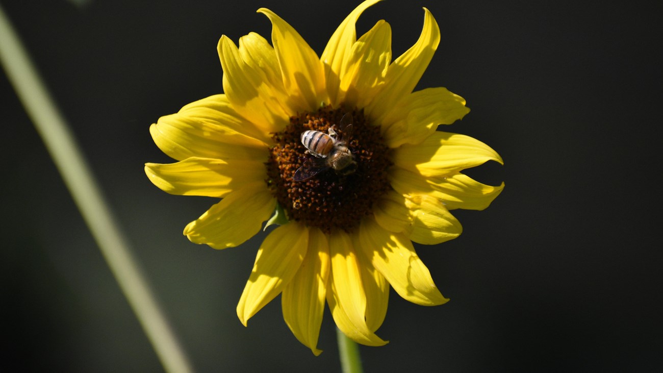 Sunflower with a honey bee on it