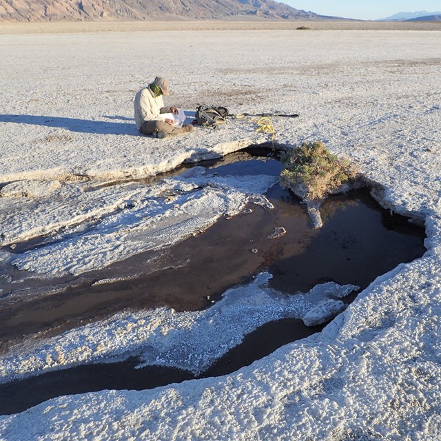 A field crew member records data at a Desert Spring site