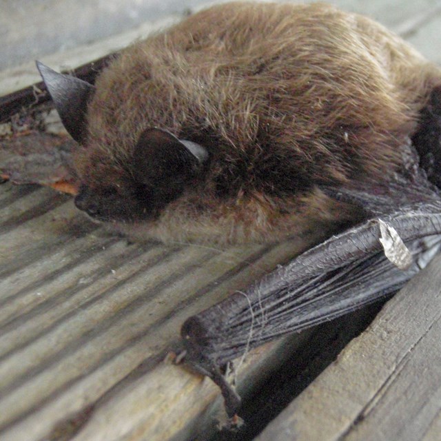 A brown bat clings to a wood board. 
