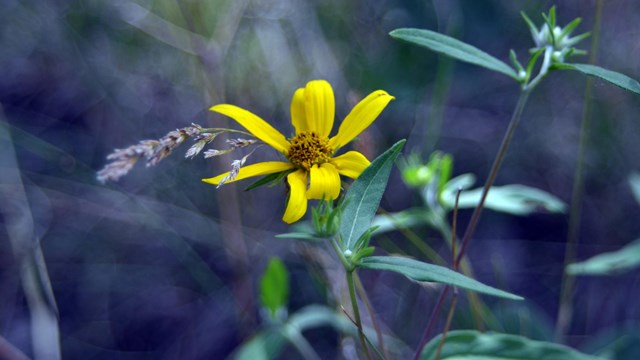 Closeup photo of a false sunflower.