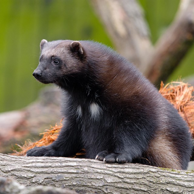 A wolverine standing on some downed trees