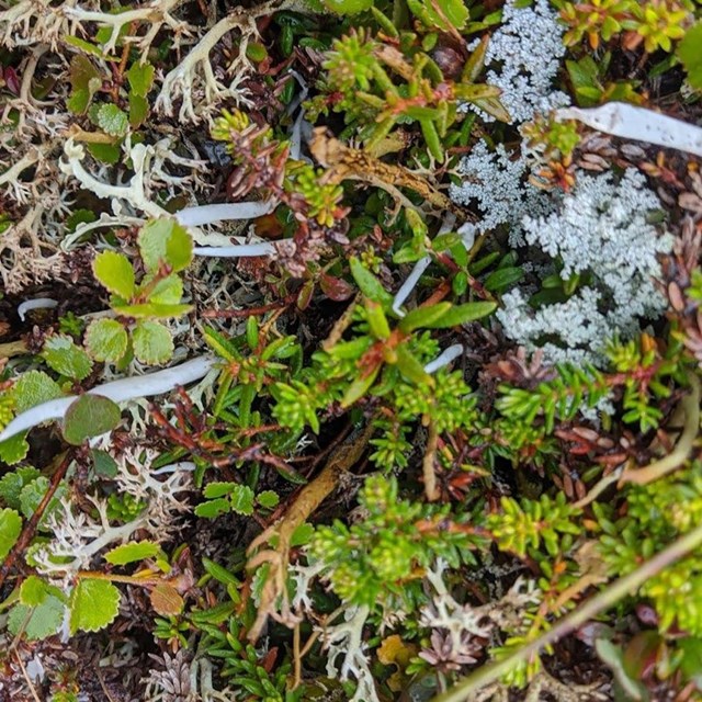 Closeup image of small arctic tundra shrubs and lichens