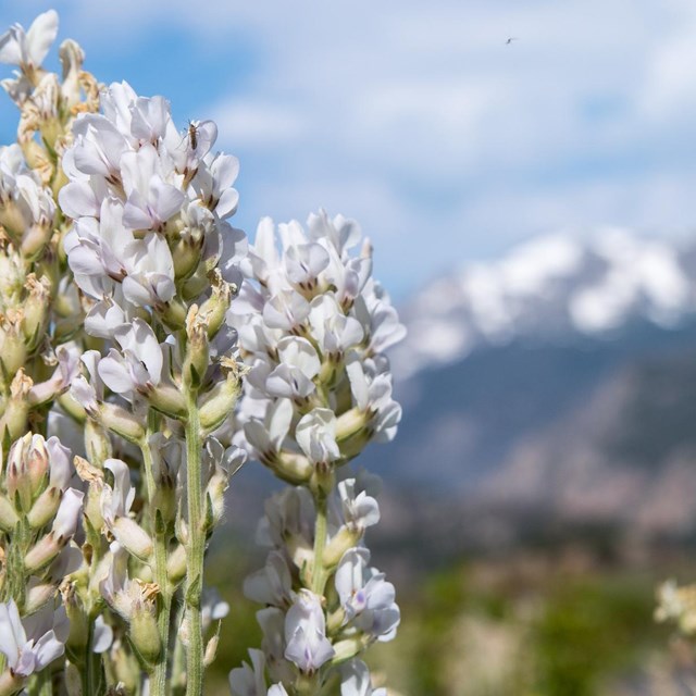 Closeup of white fluffy flowers and blurry snowy peaks in background