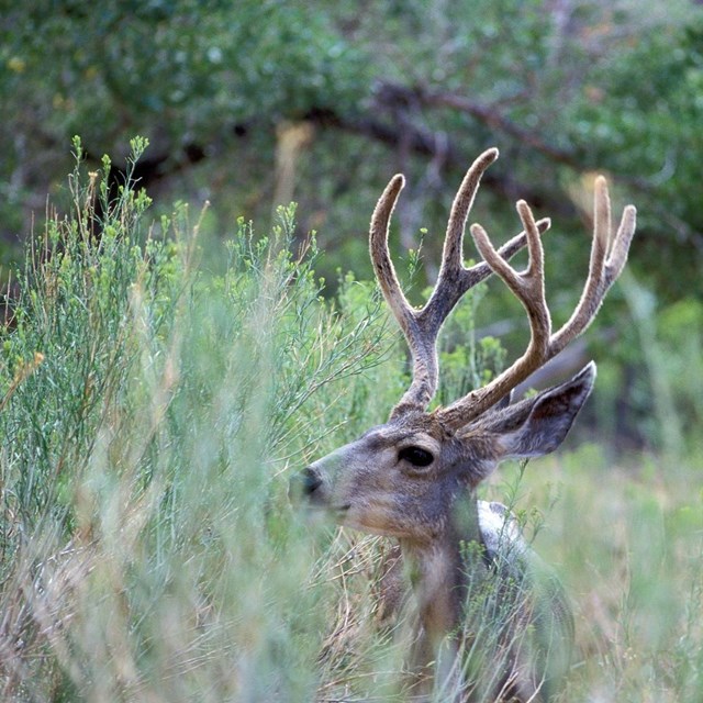 mule deer buck laying in tall grass