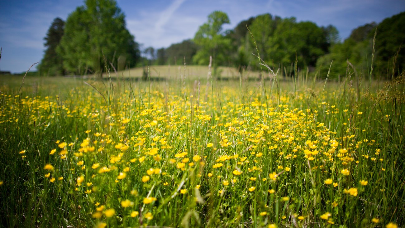 A yellow field of flowers backed by green trees and a blue sky