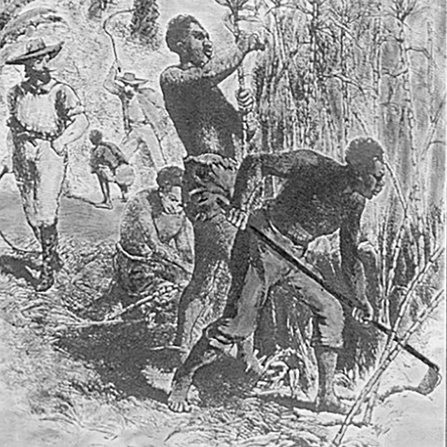 Drawing of two enslaved African men working cutting plants and a white man overseeing their work. 