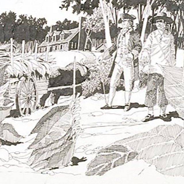 Drawing of two white men talking at the edge of a crop of large leafed plants